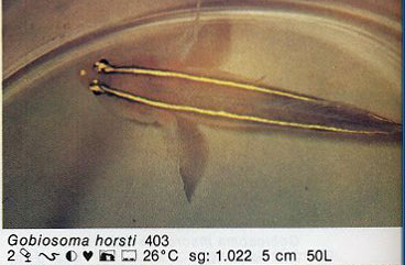 Gobiosoma horsti